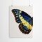 Blue Gold Butterfly I by Chaos &#x26; Wonder Design  Poster Art Print - Americanflat